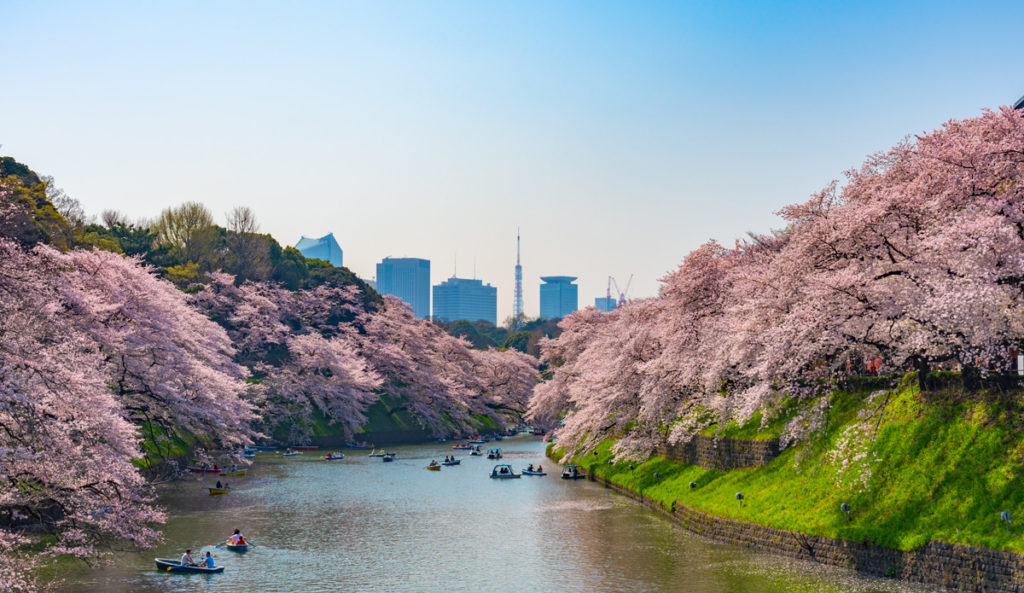 Fioritura di ciliegi sul Chodorigafuchi 