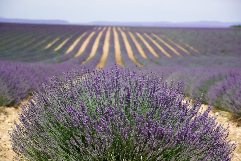 lavanda in provenza